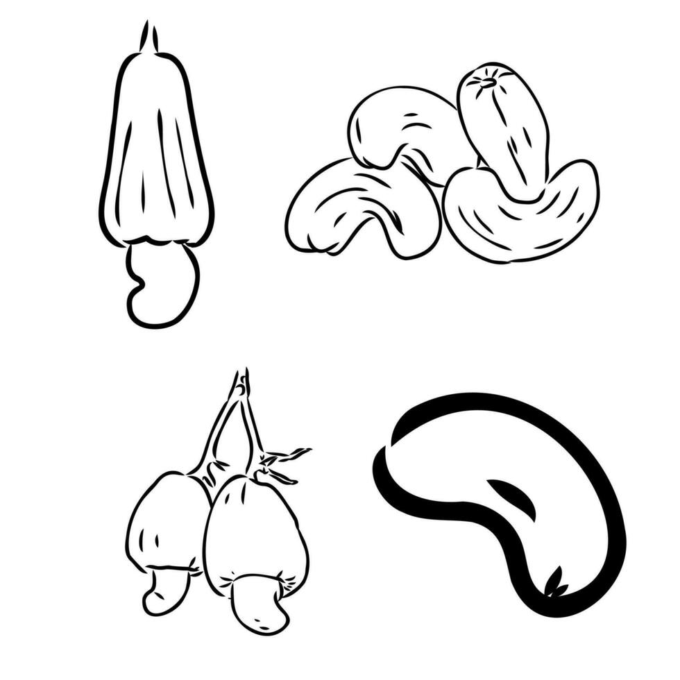 cashew nut vector sketch