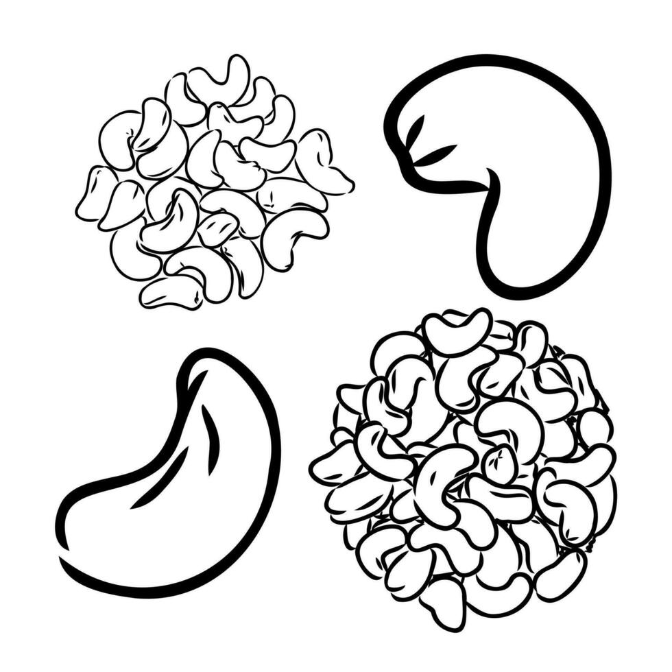 cashew nut vector sketch