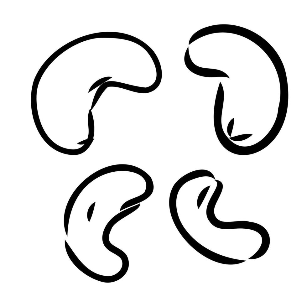 cashew nut vector sketch