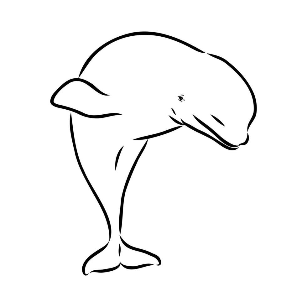 beluga whale vector sketch