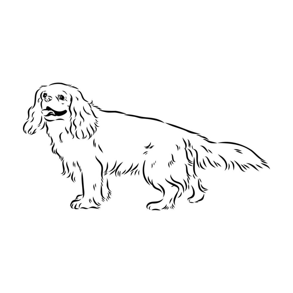 cavalier king charles dog vector sketch