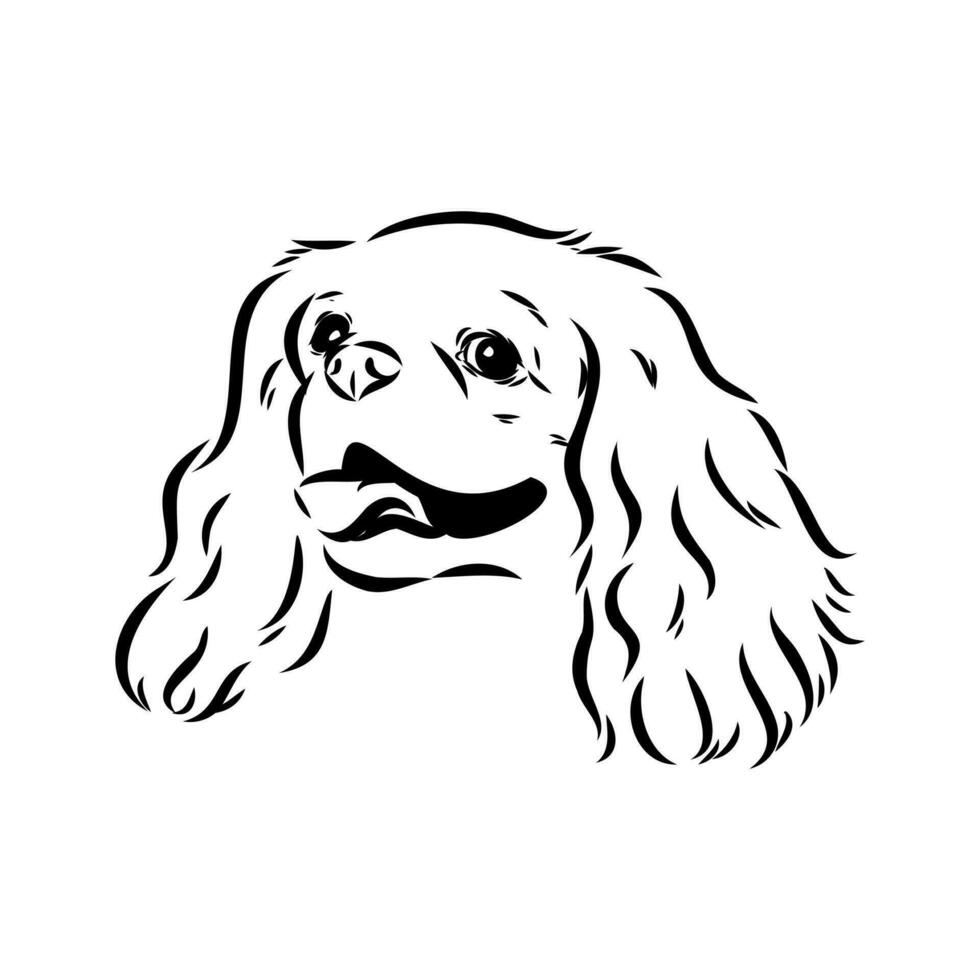 cavalier king charles dog vector sketch
