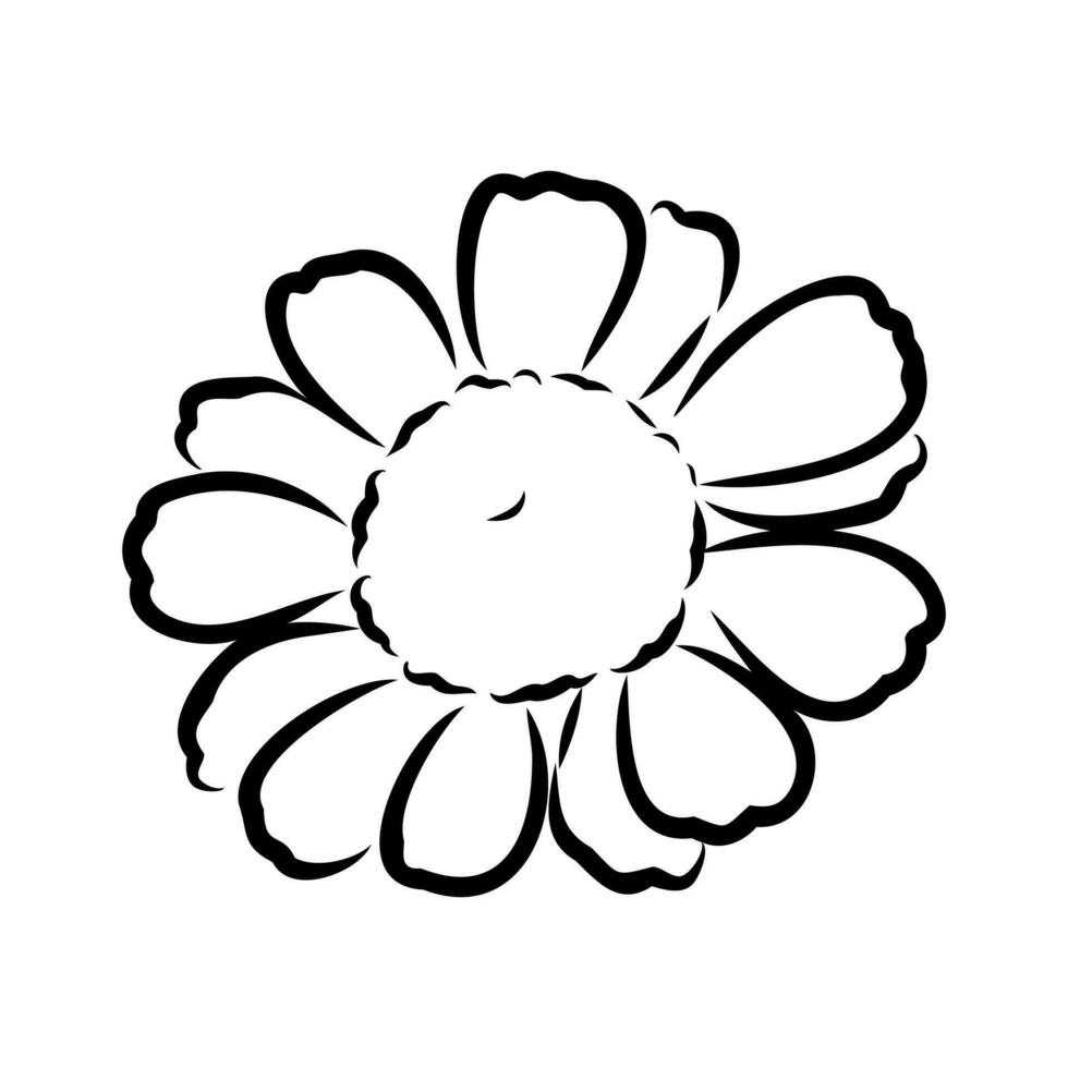 daisy flower vector sketch