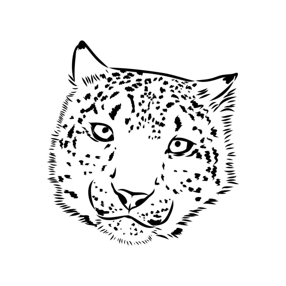 snow leopard vector sketch
