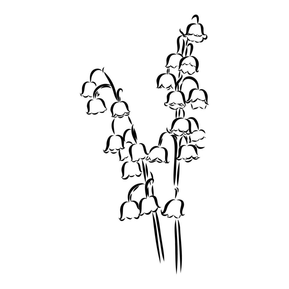 lily of the valley vector sketch