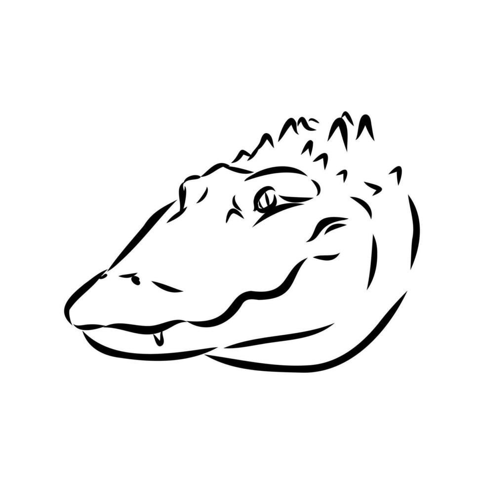 crocodile vector sketch