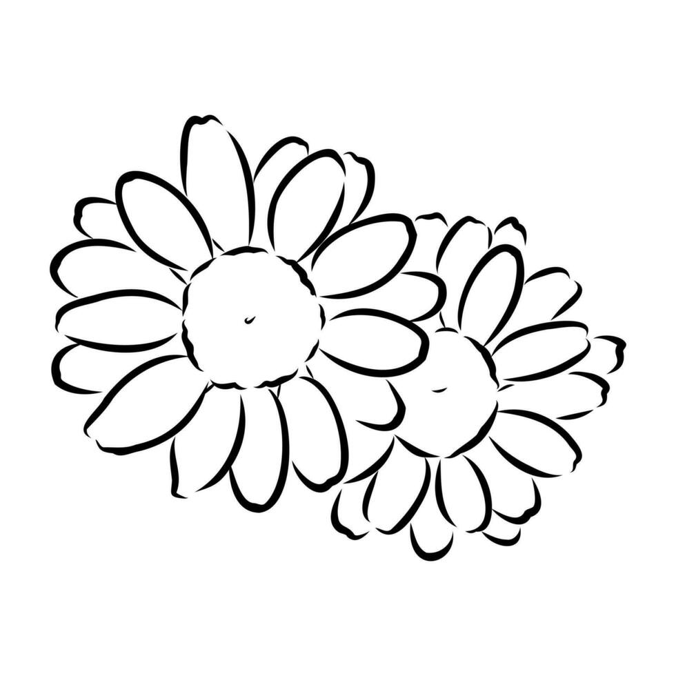 daisy flower vector sketch