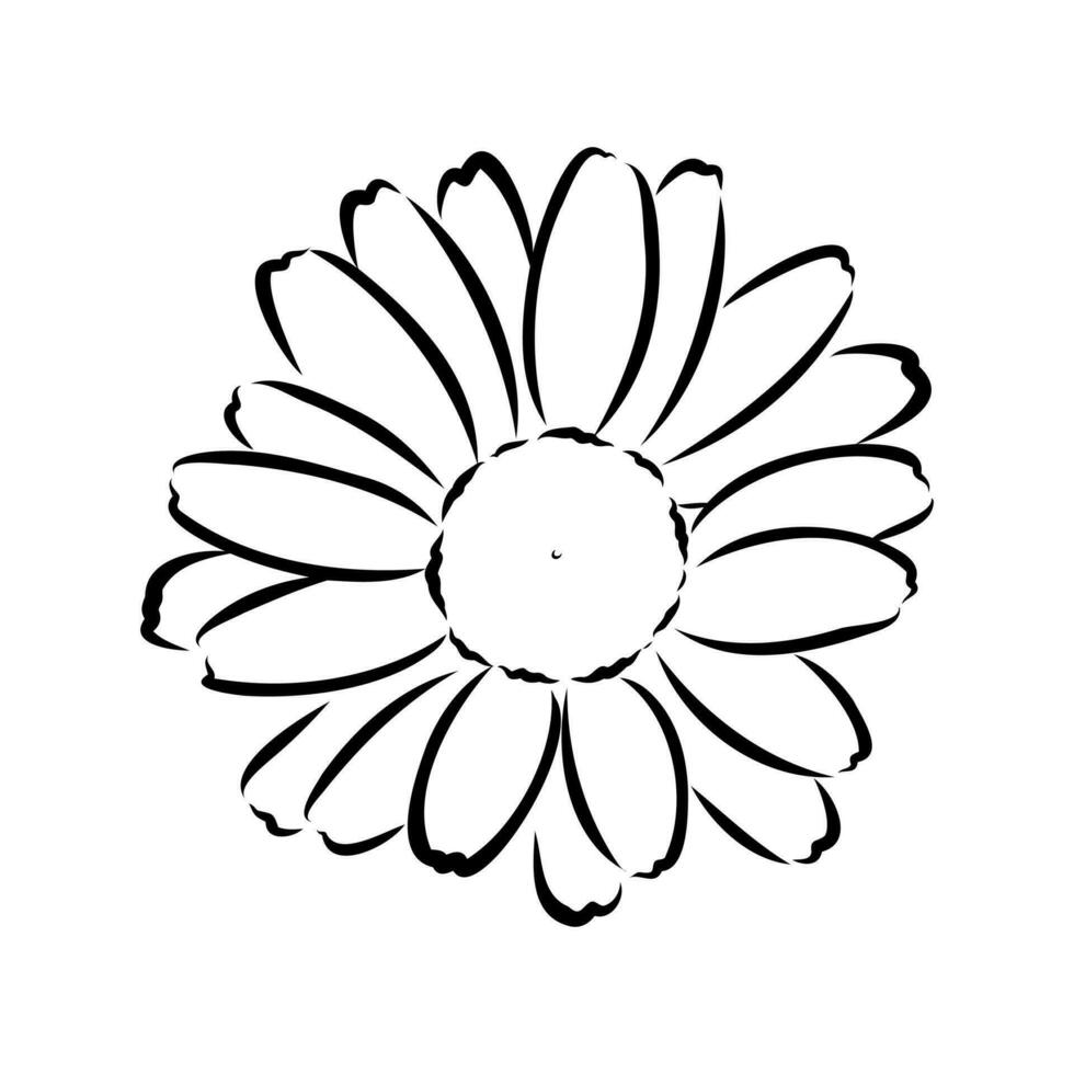 daisy flower vector sketch