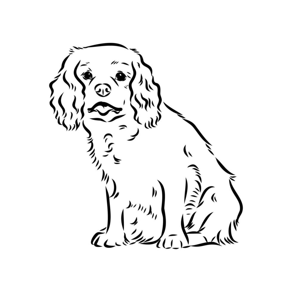 cavalier king charles dog vector sketch