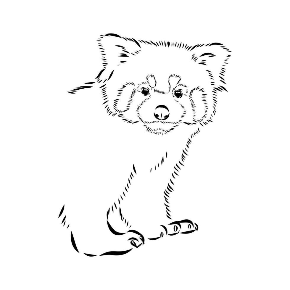 red panda vector sketch