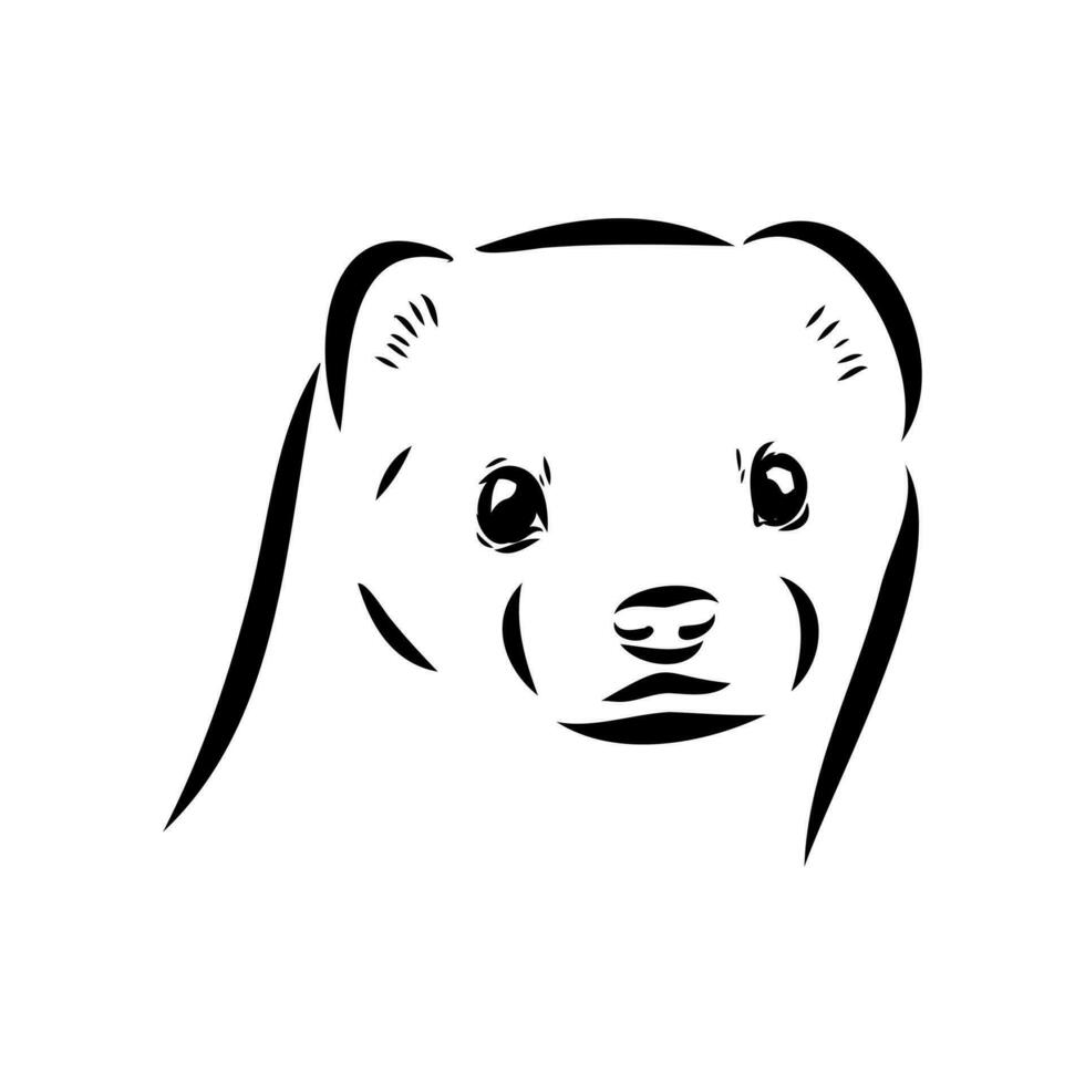 ferret vector sketch