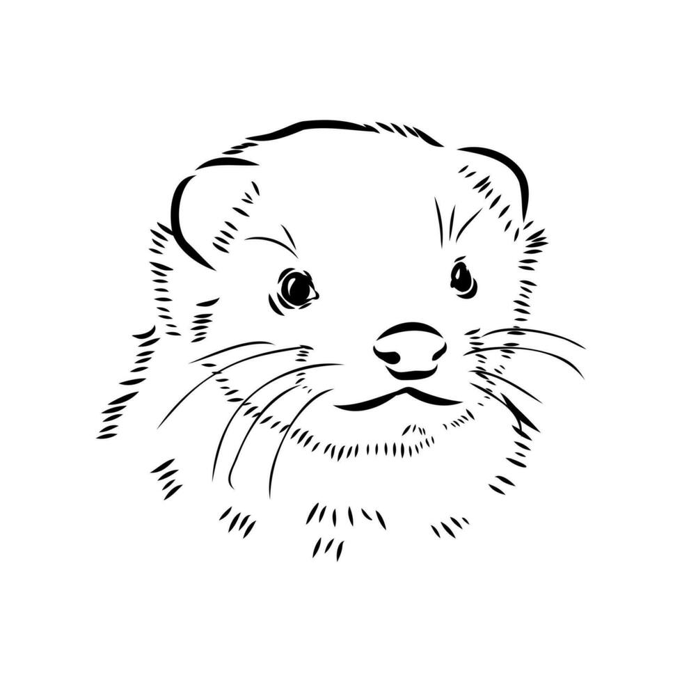 ferret vector sketch
