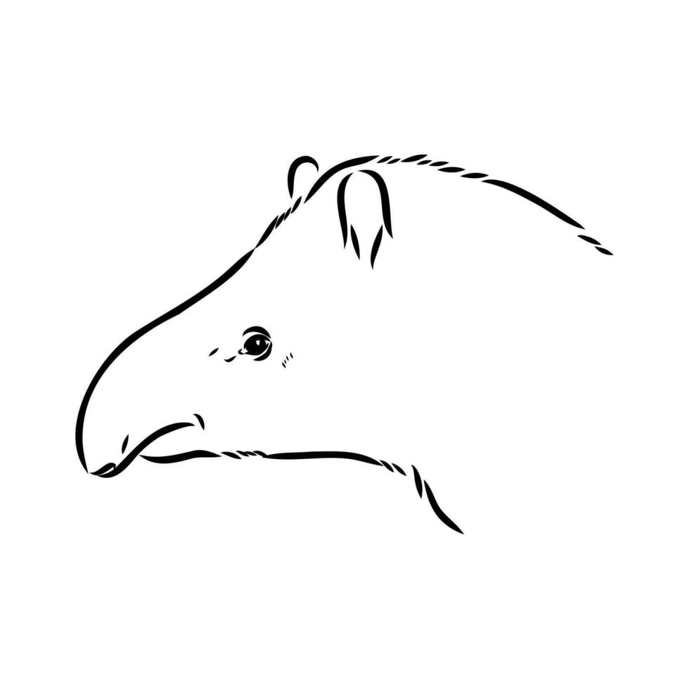 tapir vector sketch