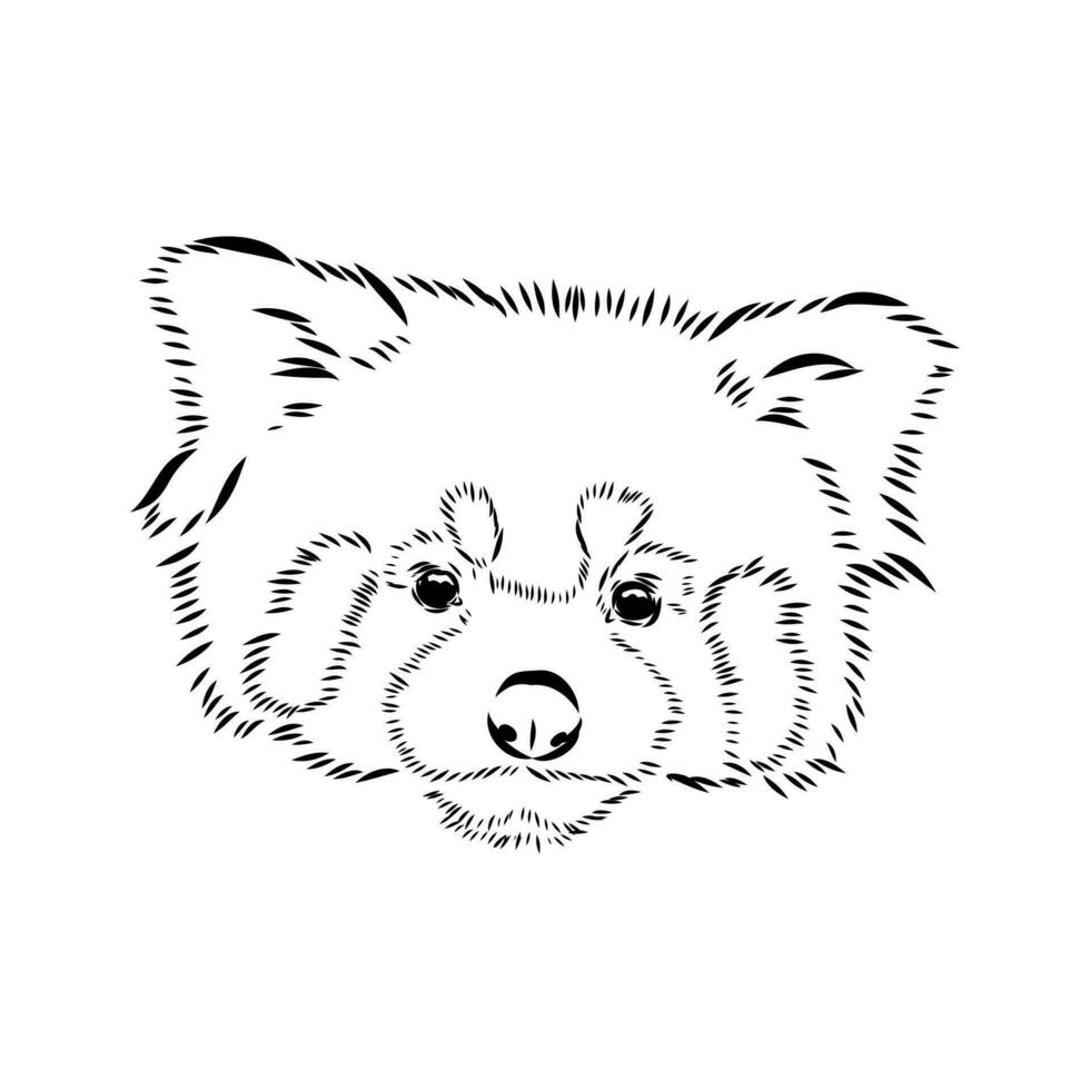 red panda vector sketch
