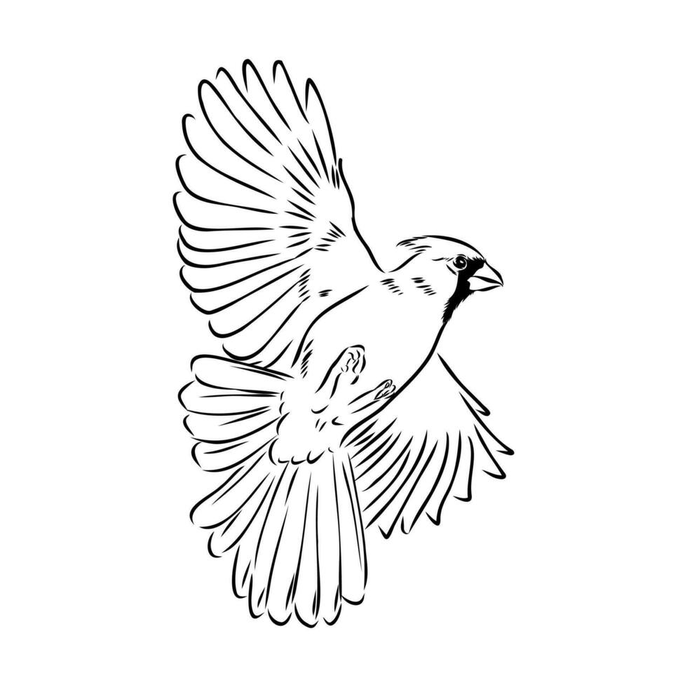 cardinal bird vector sketch