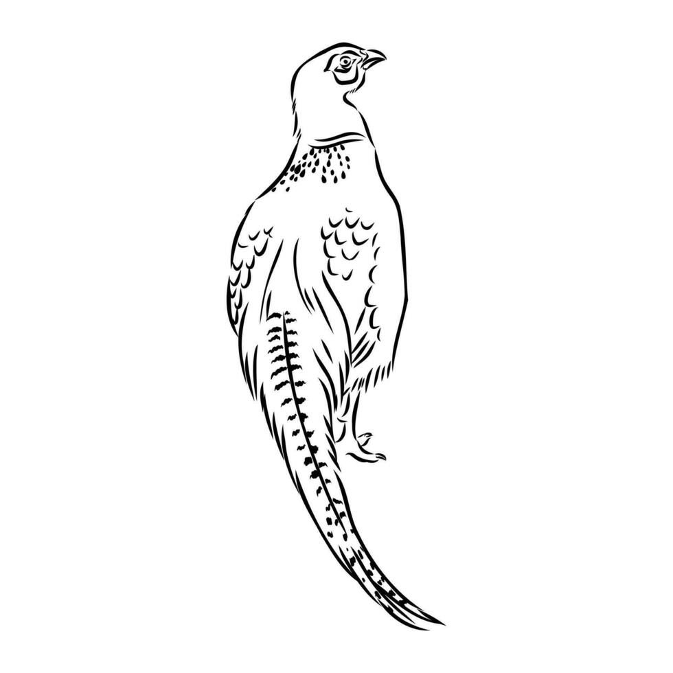 pheasant vector sketch