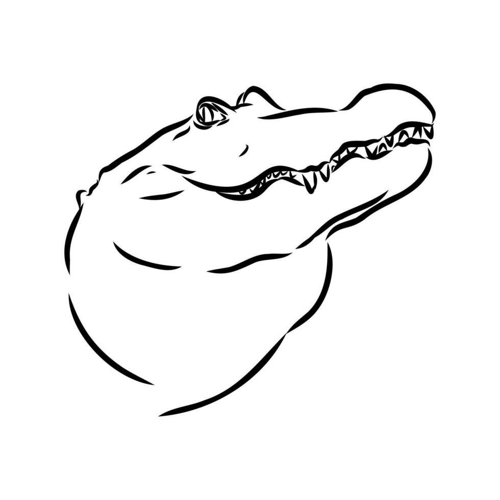 crocodile vector sketch