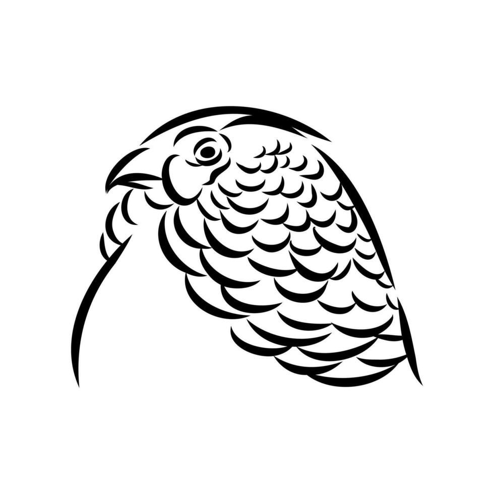 pheasant vector sketch