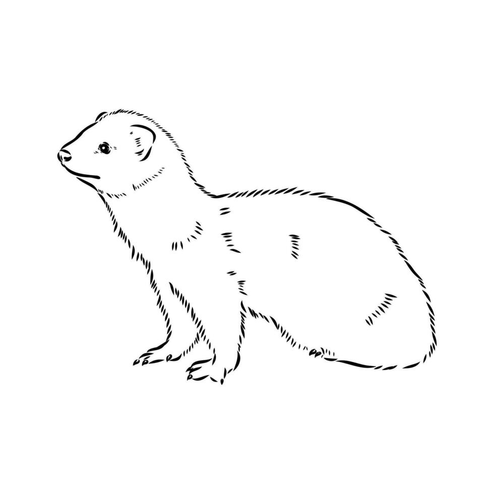 ferret vector sketch