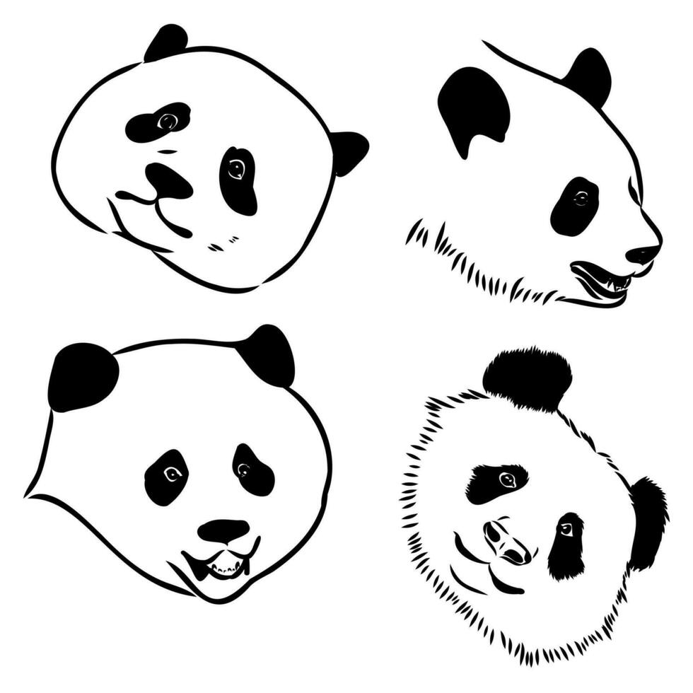 panda oso vector bosquejo
