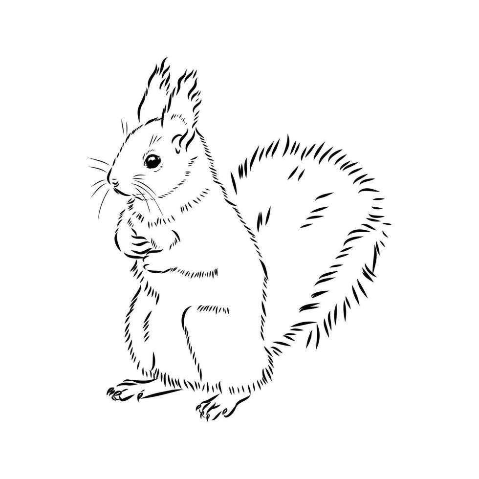squirrel vector sketch