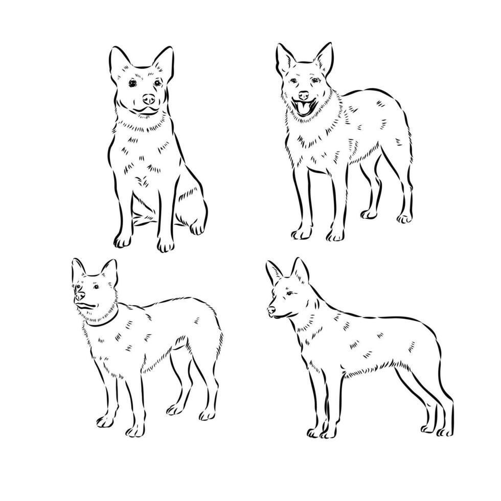 Australian cattle dog vector sketch