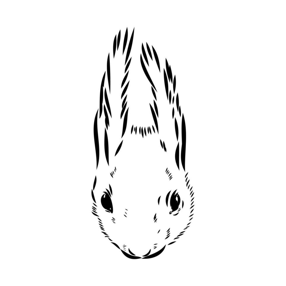 squirrel vector sketch