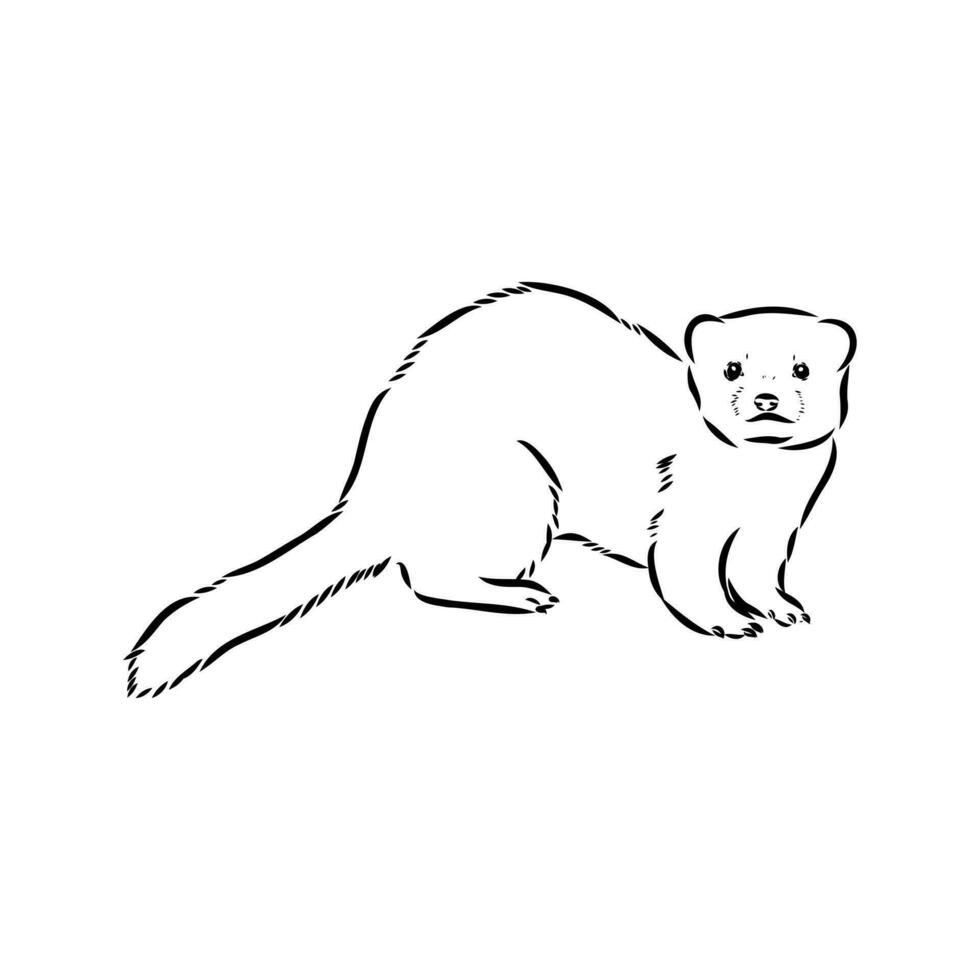 ferret vector sketch