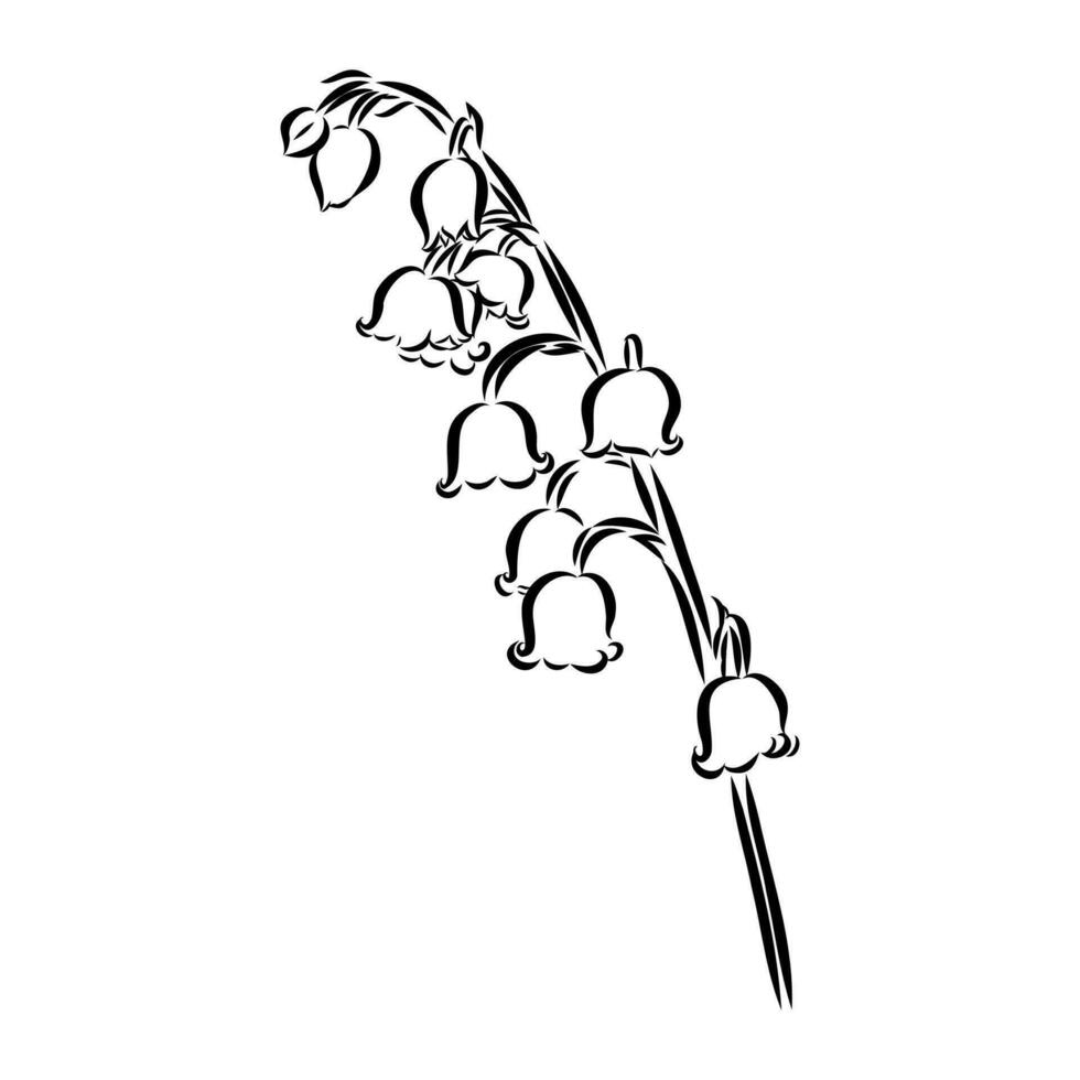 lily of the valley vector sketch