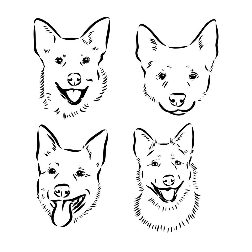 Australian cattle dog vector sketch