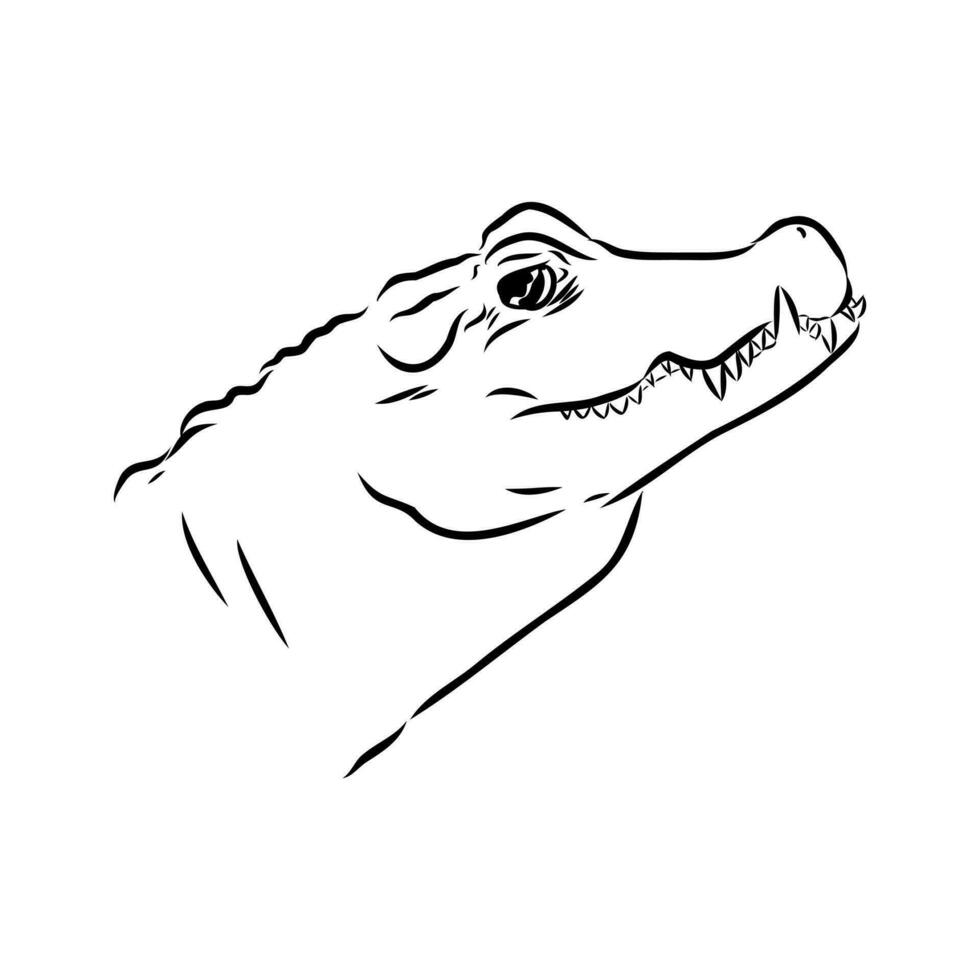 crocodile vector sketch