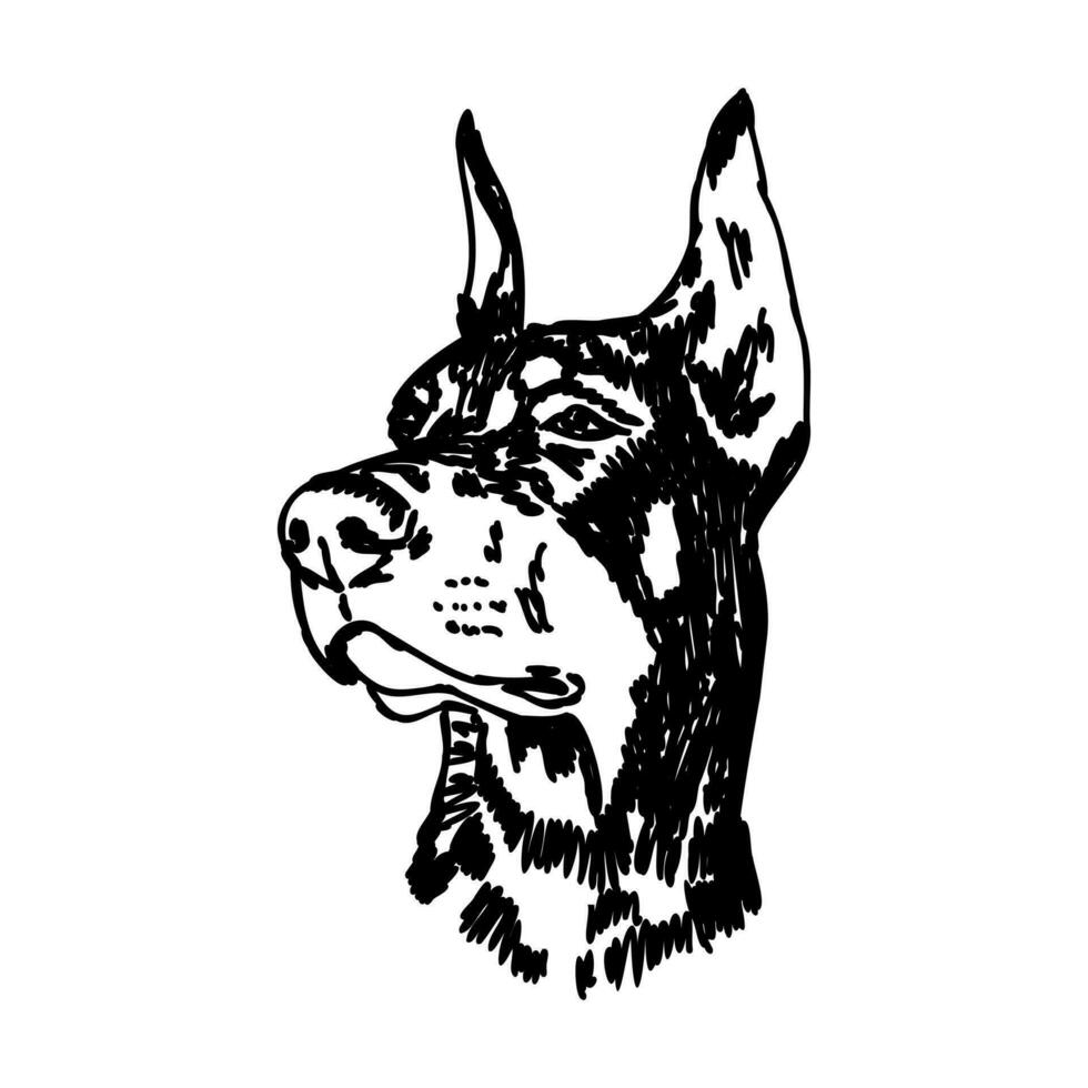 doberman dog vector sketch