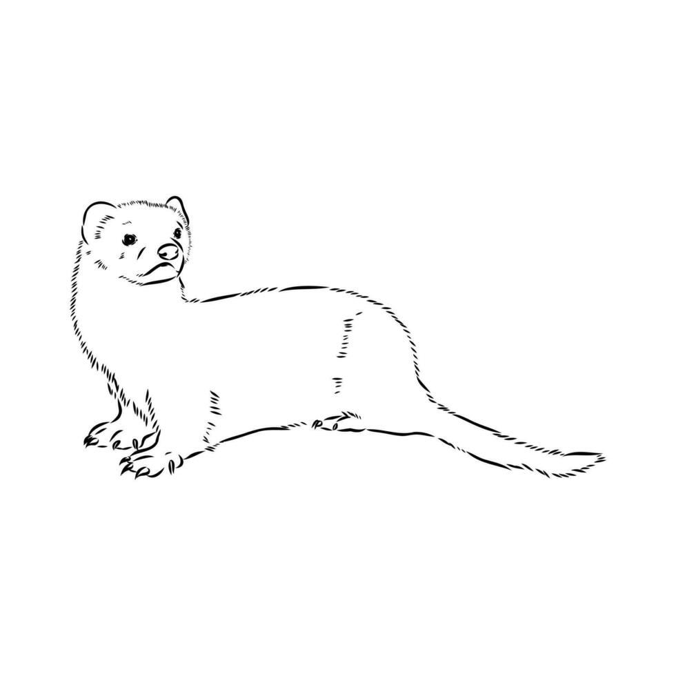 ferret vector sketch