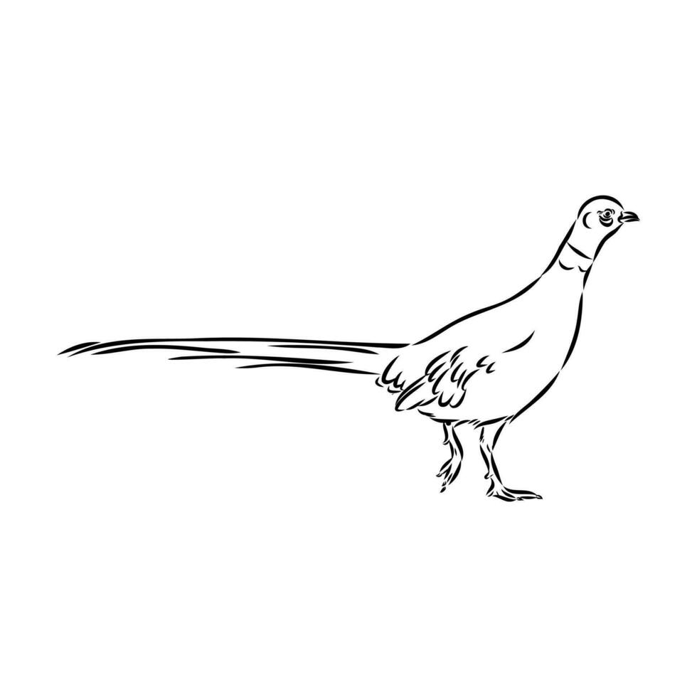 pheasant vector sketch