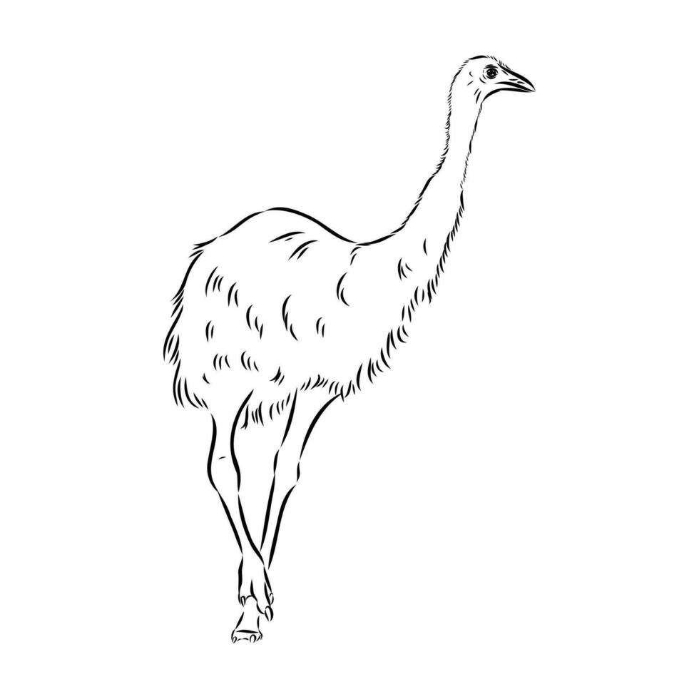 dibujo vectorial de avestruz vector