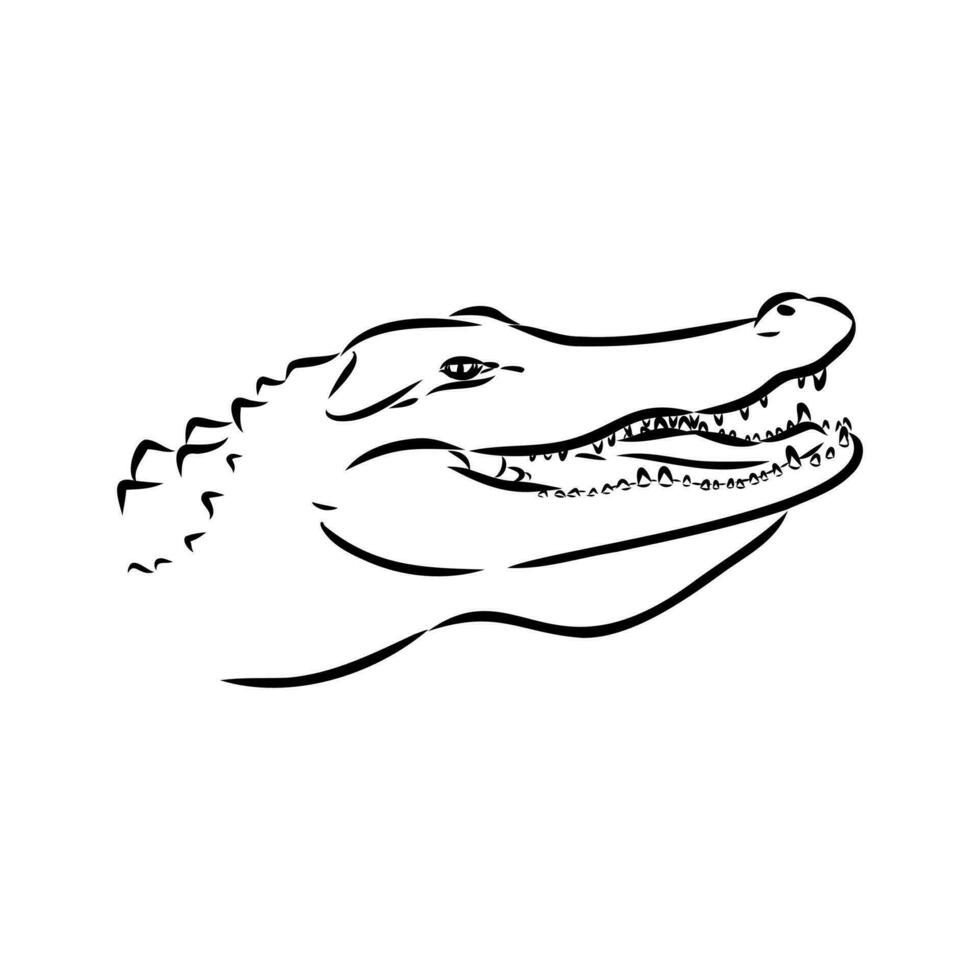 crocodile vector sketch