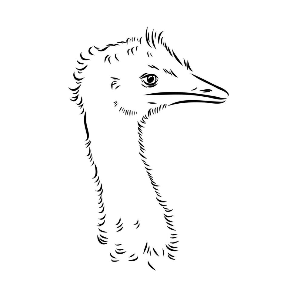 ostrich vector sketch