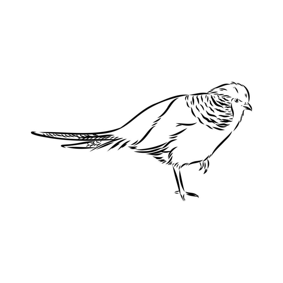 pheasant vector sketch