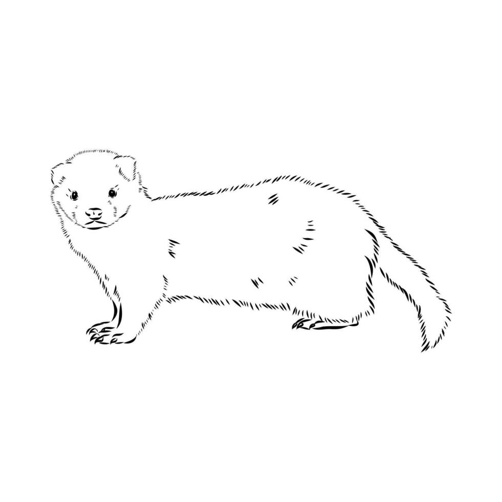 ferret vector sketch