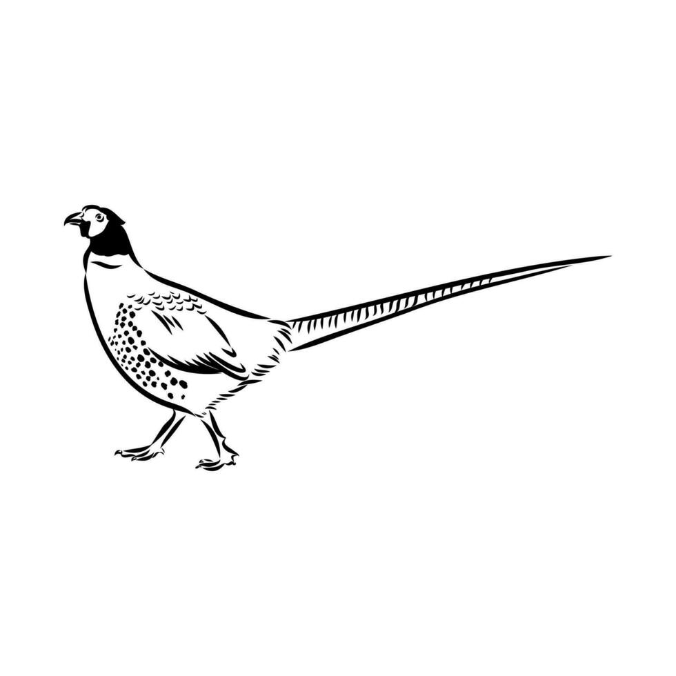 pheasant vector sketch