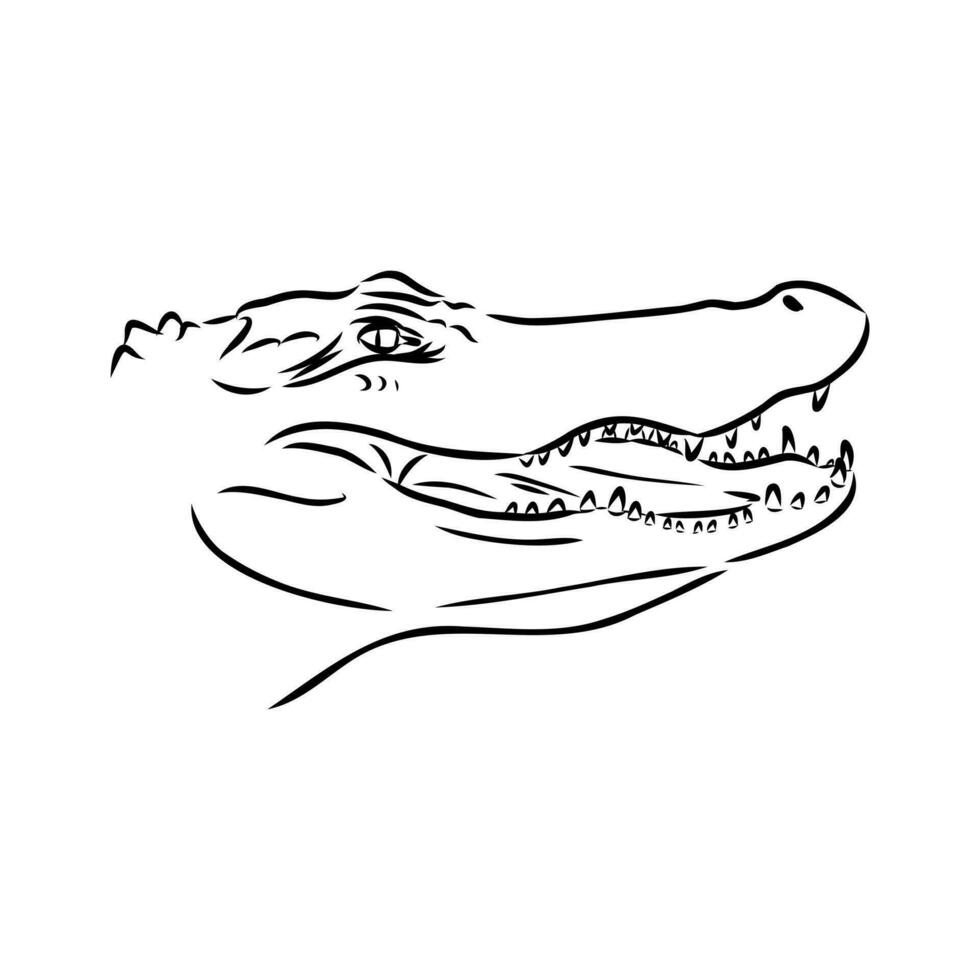 crocodile vector sketch