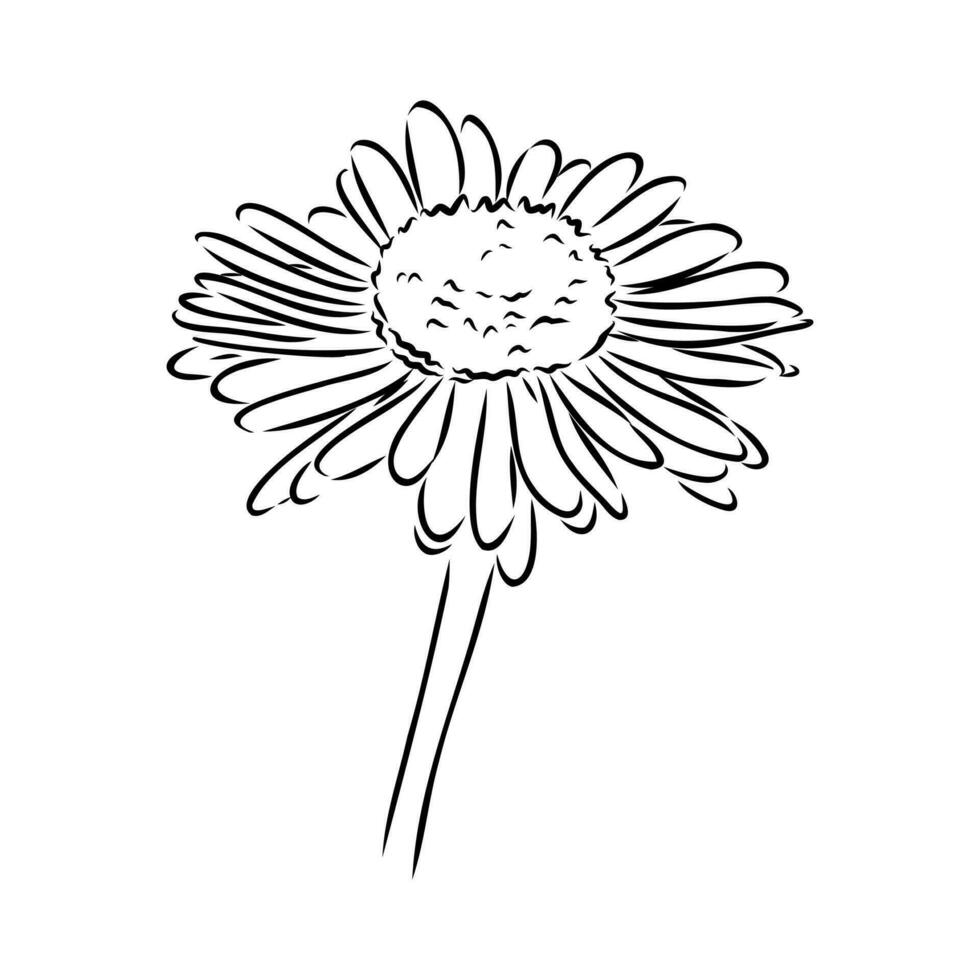 daisy flower vector sketch