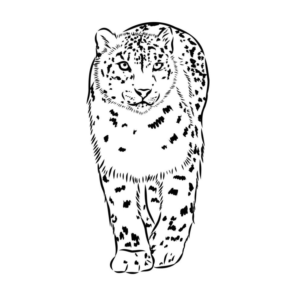 nieve leopardo vector bosquejo