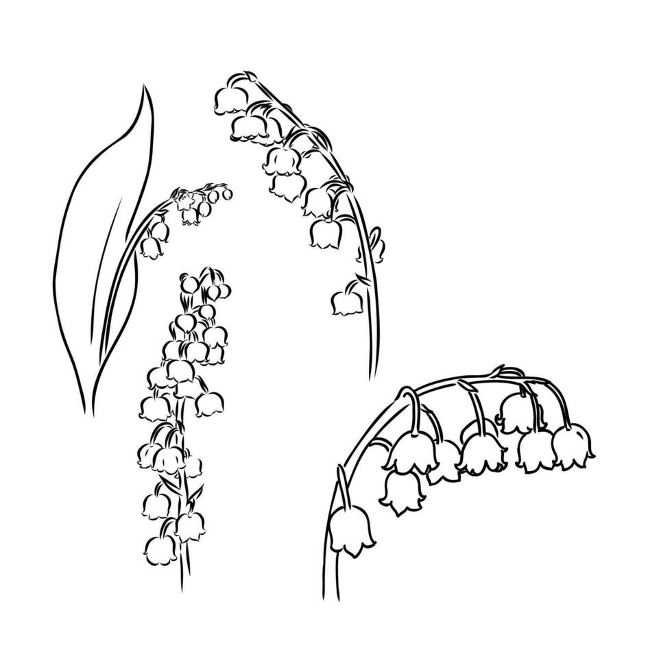 lily of the valley flower vector sketch