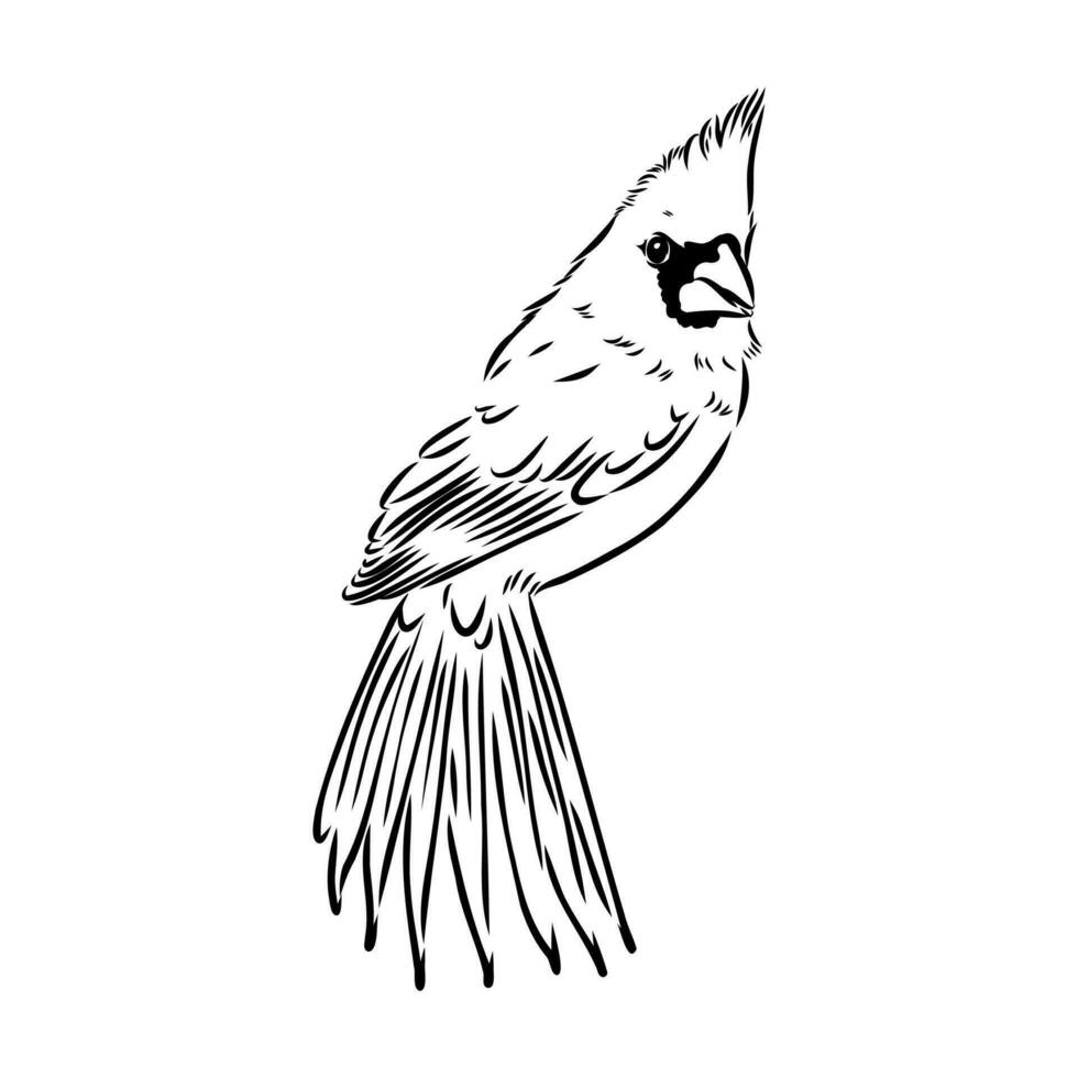 cardinal bird vector sketch