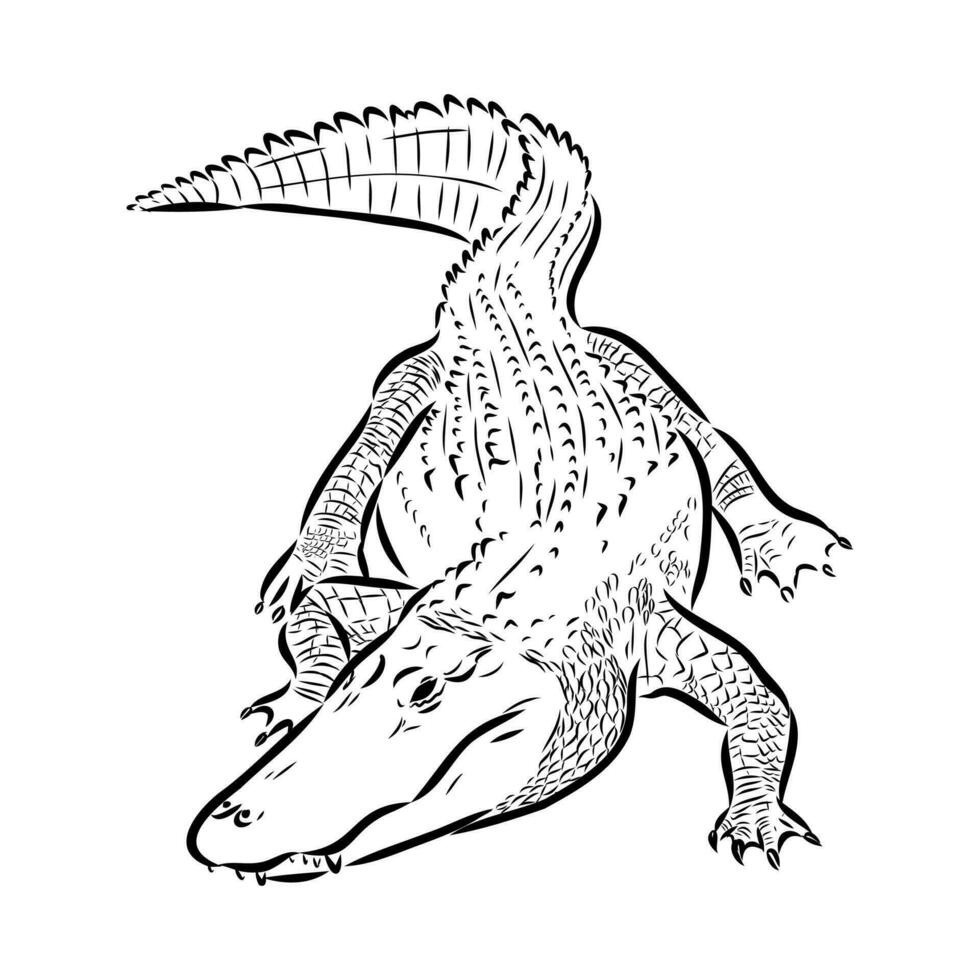 crocodile vector sketch