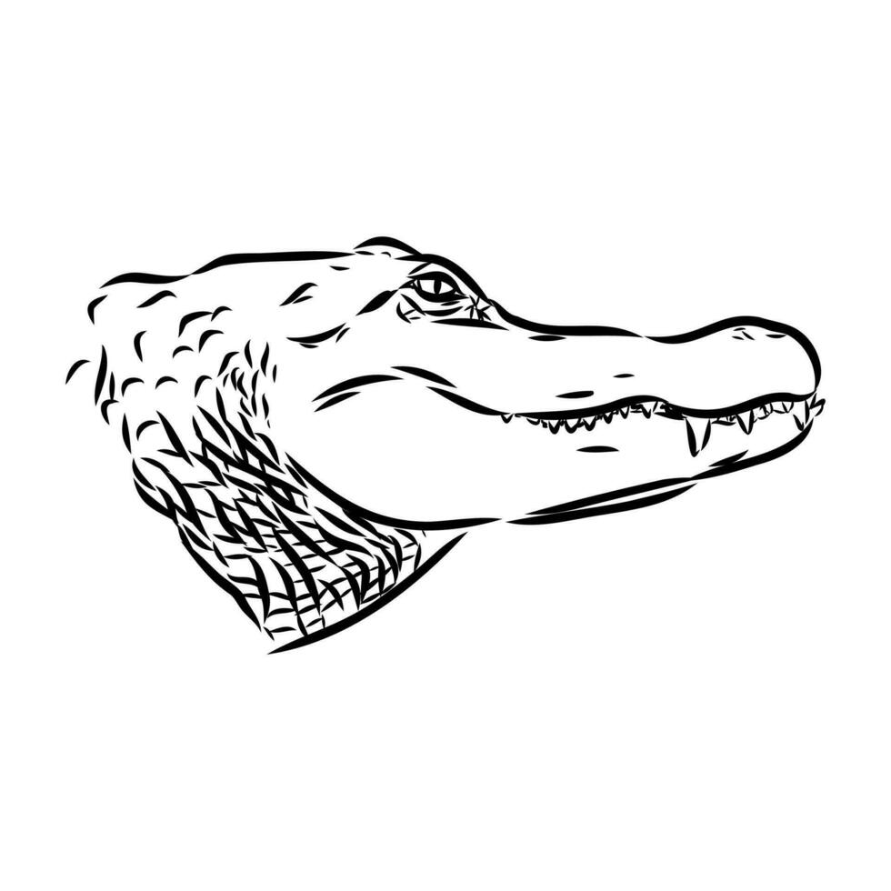 crocodile vector sketch