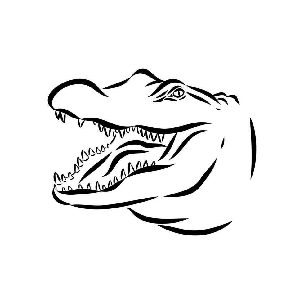 crocodile vector sketch