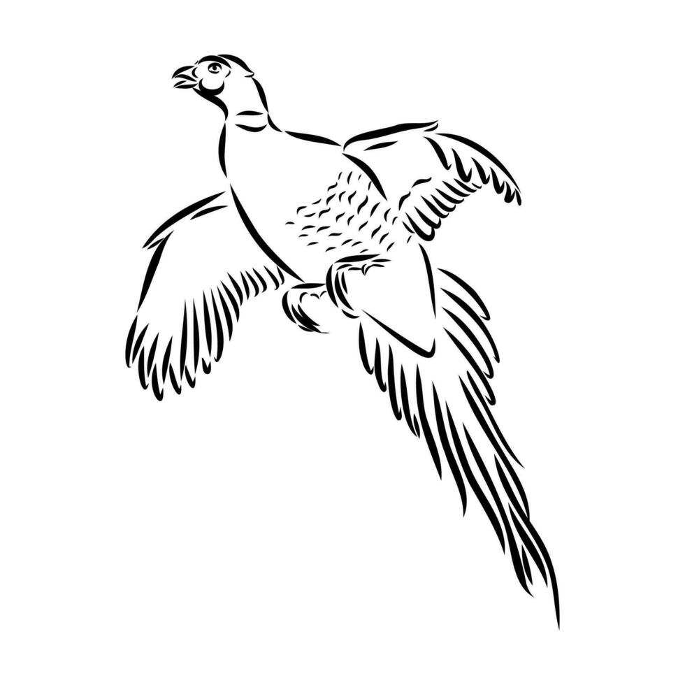 pheasant vector sketch