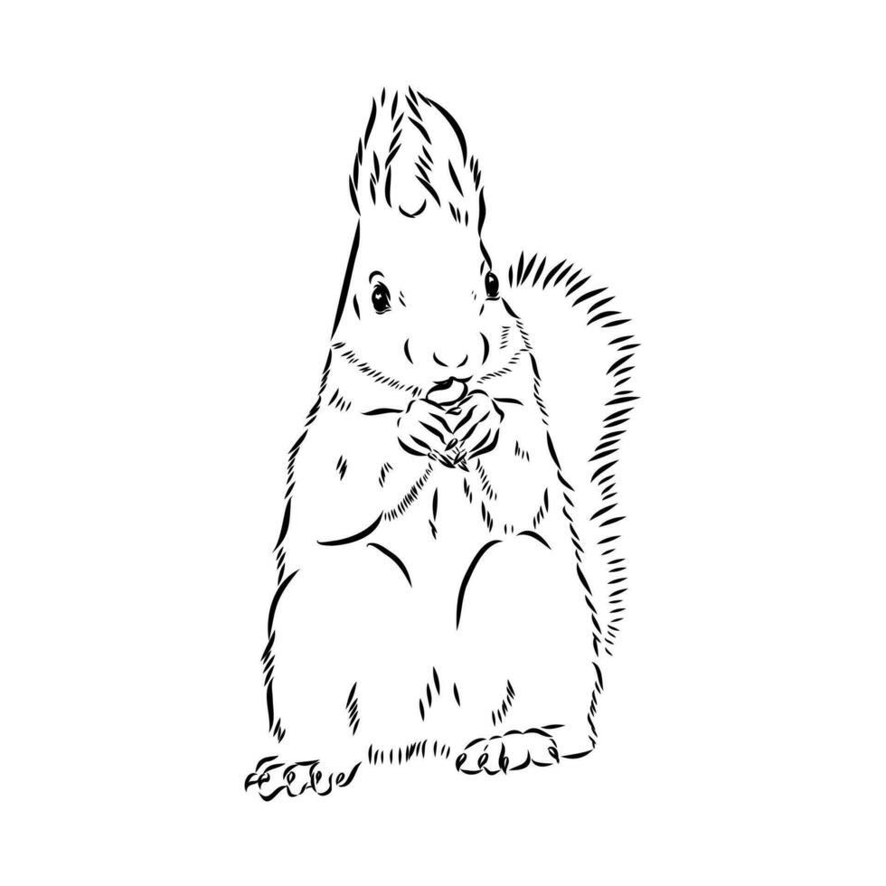 squirrel vector sketch